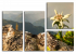Элельвейс горный цветок