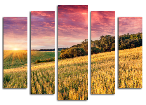 Пшеничное поле, восход солнца