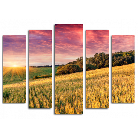Пшеничное поле, восход солнца