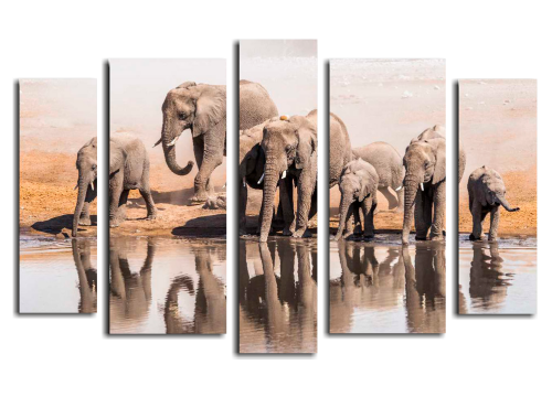 Африканские слоны 